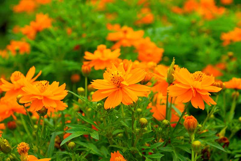 Una imagen horizontal de primer plano de flores naranjas que crecen en el jardín.