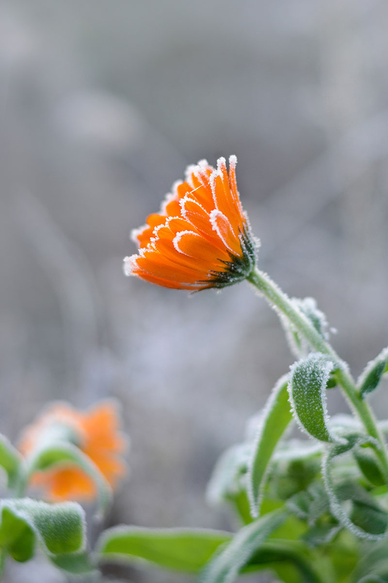 Una imagen vertical de cerca de una flor naranja brillante cubierta con un ligero toque de escarcha.