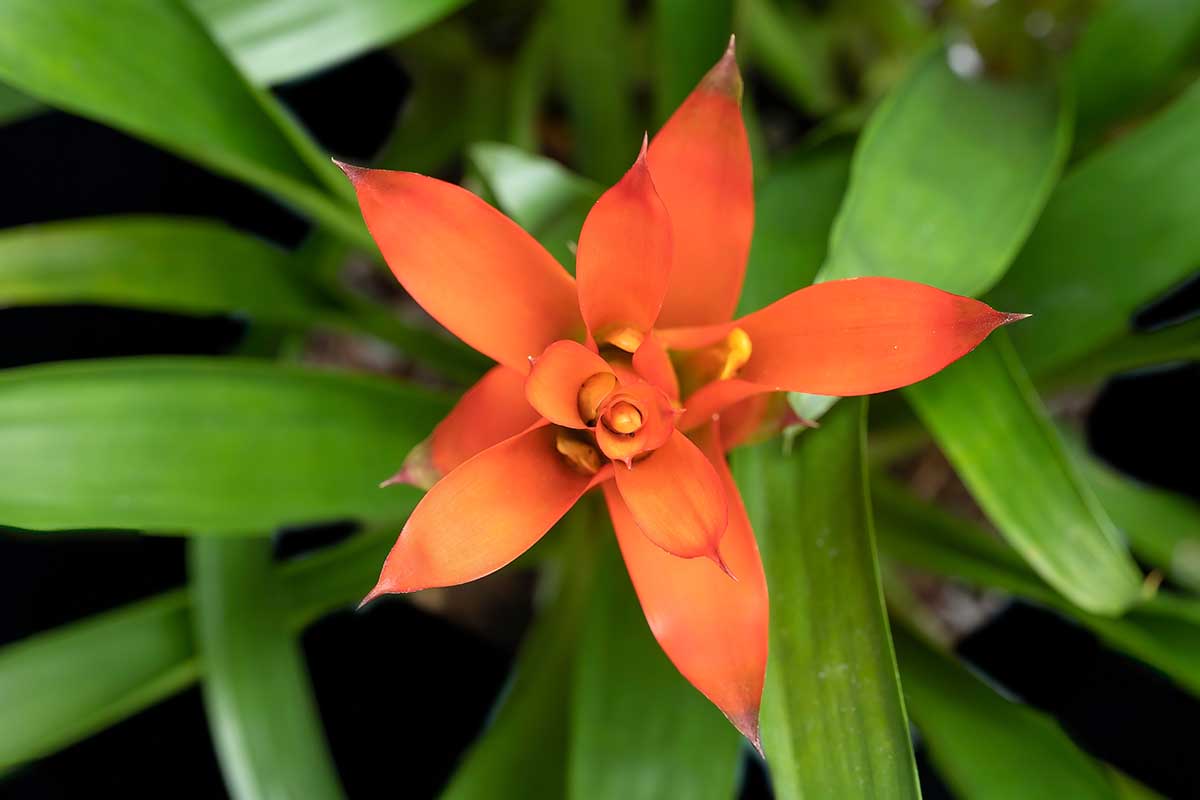 Una imagen horizontal de primer plano de una flor de bromelia naranja que crece en el jardín.