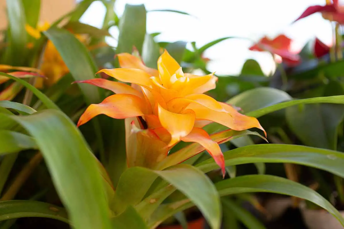 Una imagen horizontal de cerca de una planta de bromelia con una flor naranja brillante.