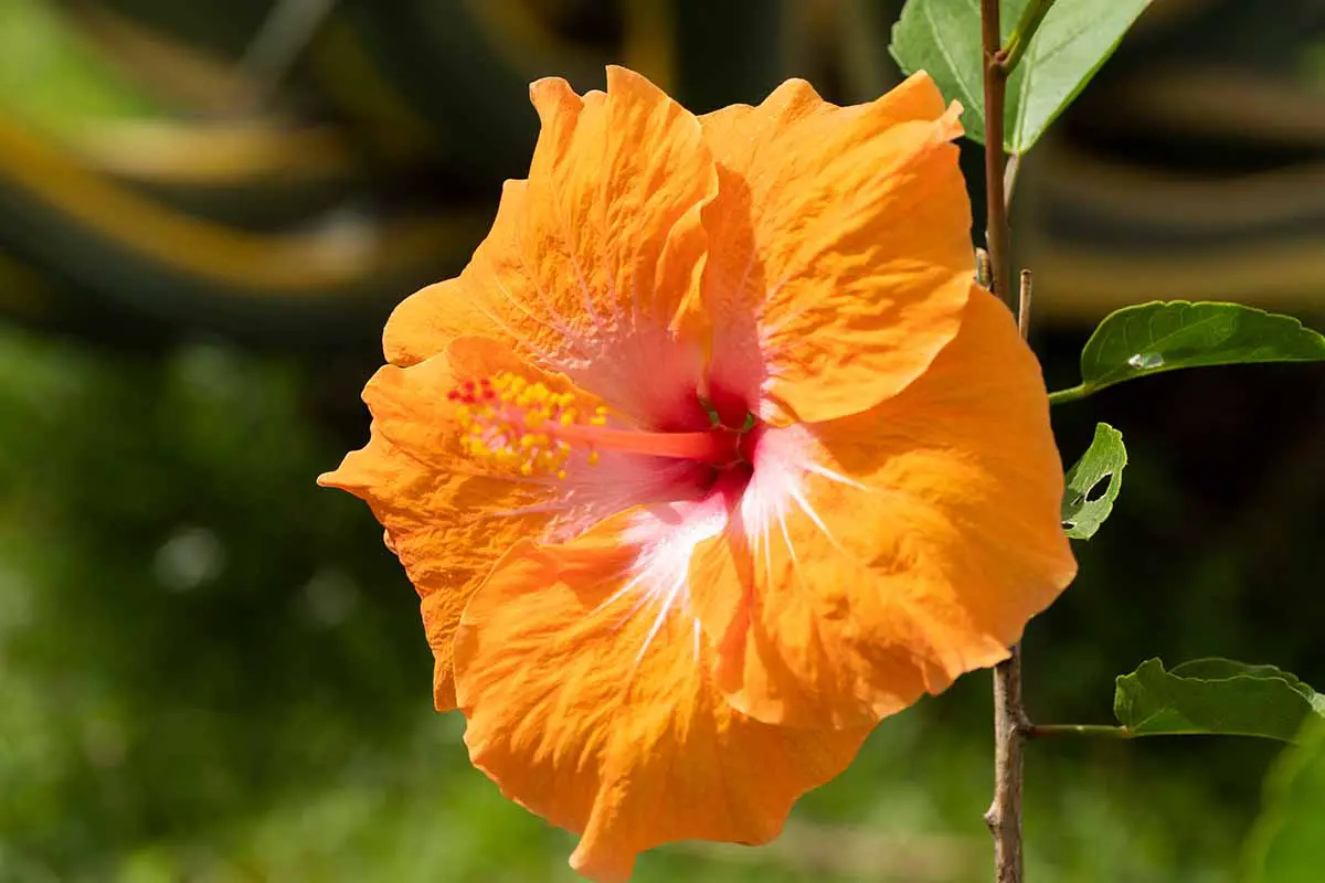 Una imagen horizontal de primer plano de una flor naranja de Hibiscus furcellatus representada bajo un sol brillante sobre un fondo de enfoque suave.
