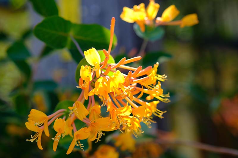 Una imagen horizontal de primer plano de flores de color naranja brillante Lonicera flava que crecen en el jardín fotografiadas a la luz del sol sobre un fondo de enfoque suave.