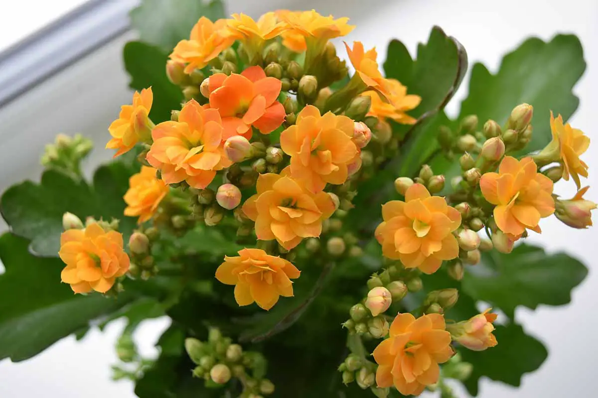 Una imagen horizontal de primer plano de las flores naranjas de Kalanchoe blossfeldiana que crecen en una maceta en el interior.