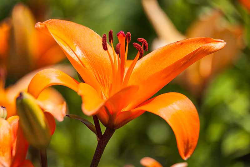 Un primer plano de una flor de lirio naranja que crece en el jardín bajo el sol brillante sobre un fondo de enfoque suave.