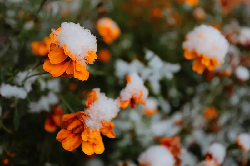 Un primer plano de pequeñas flores naranjas cubiertas con una ligera capa de nieve, desvaneciéndose hasta un enfoque suave en el fondo.