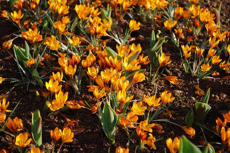 Un primer plano de una masa de flores 'Orange Monarch' en sus flores de rayas amarillas y rojas profundas rodeadas de follaje bajo el sol brillante.