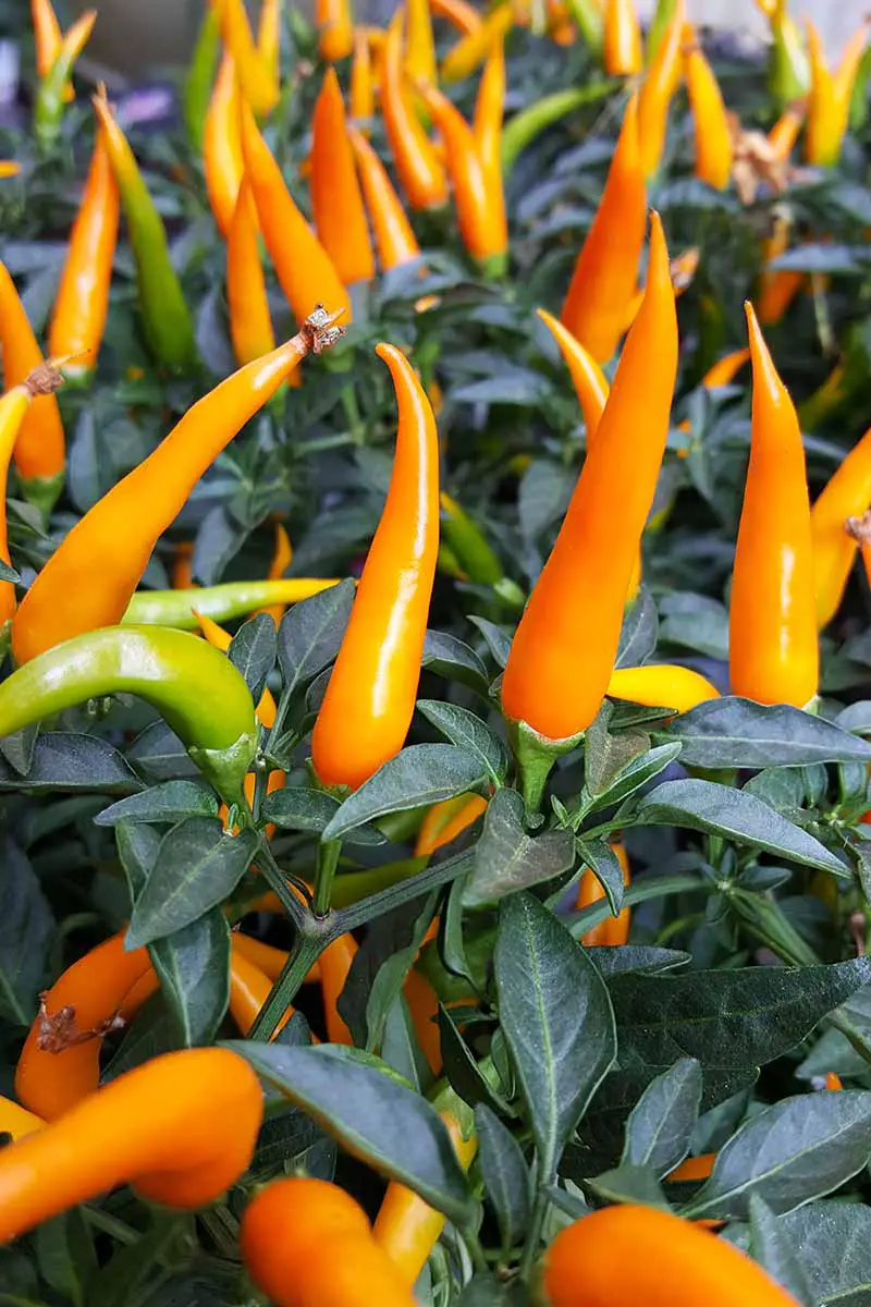 Una imagen vertical de un primer plano de frutos de pimienta ornamentales verticales de color naranja, que contrastan con las hojas de color verde oscuro, desvaneciéndose hasta un enfoque suave en el fondo.