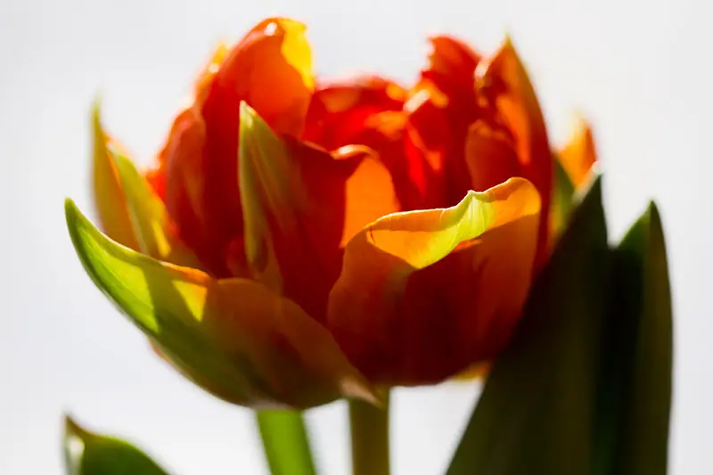 Una imagen horizontal de primer plano de un delicado tulipán naranja y morado 'Orange Princess', fotografiado bajo un sol brillante sobre un fondo blanco.