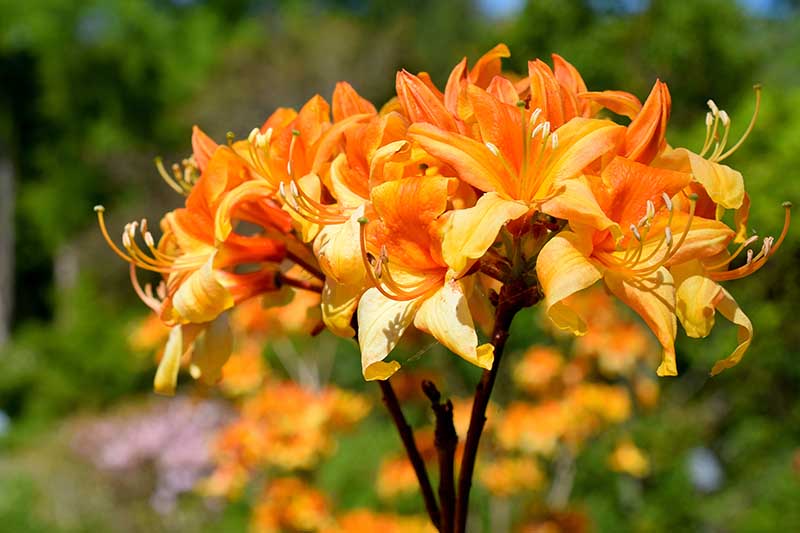 Una imagen horizontal de primer plano de flores de azalea Cumberland de color naranja brillante que crecen en el jardín fotografiadas bajo el sol brillante sobre un fondo de enfoque suave.
