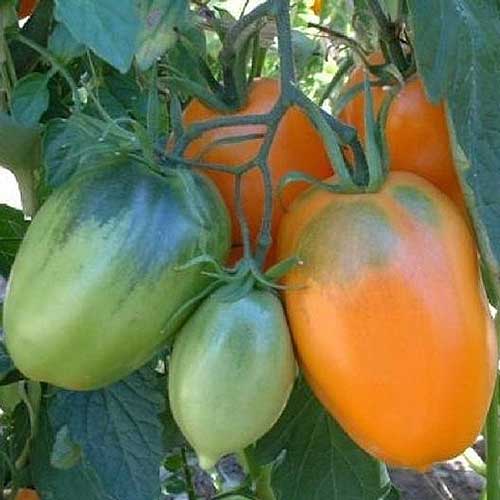 Un primer plano de tomates de color naranja y verde brillante que crecen en la vid en el jardín, a la luz del sol filtrado.