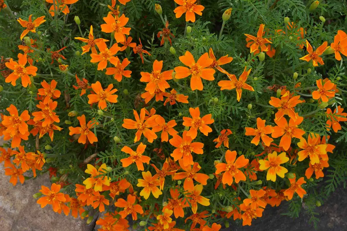 Una imagen horizontal de primer plano de caléndulas de sello naranja (Tagetes tenuifolia) que crecen en el jardín.