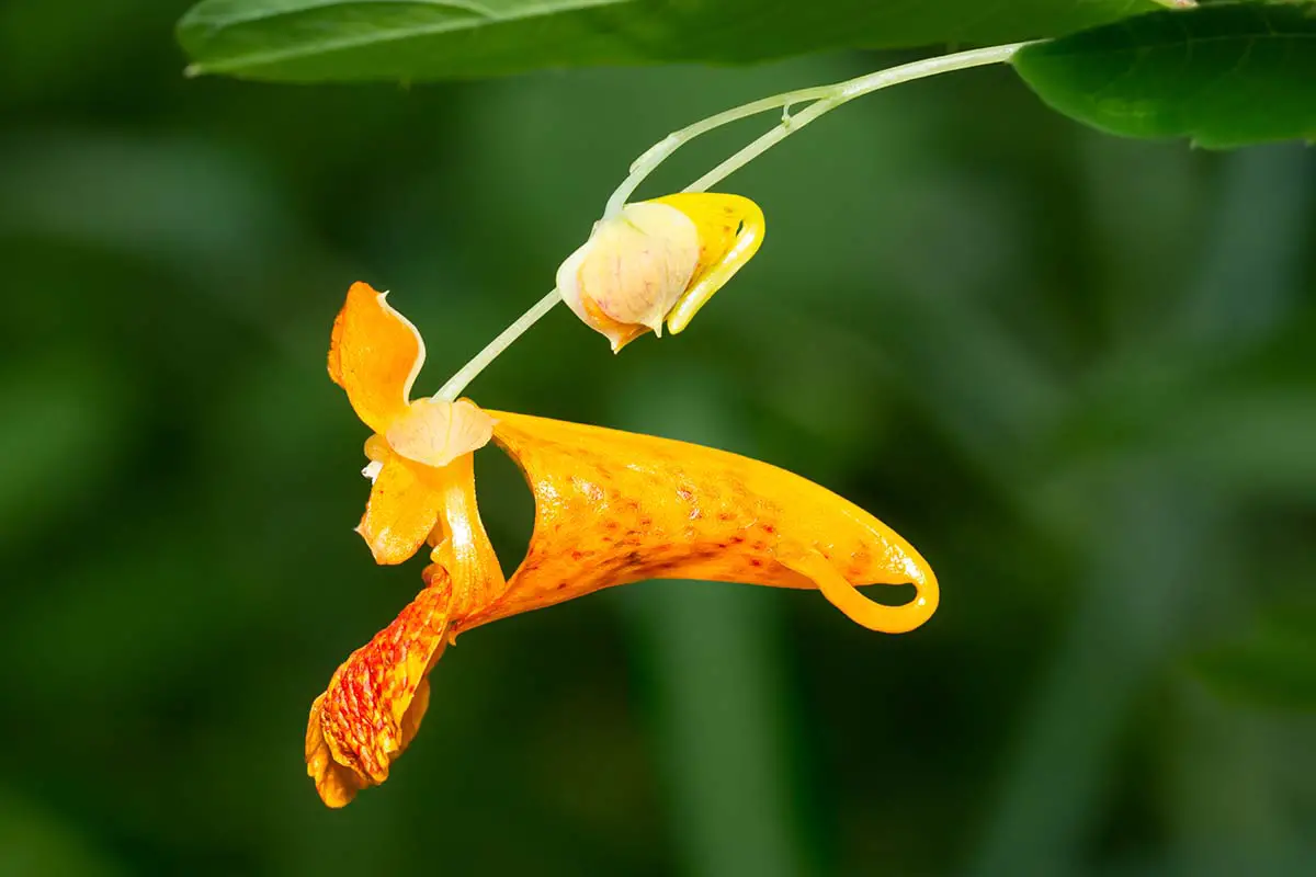 Una imagen horizontal de primer plano de la flor en forma de trompeta de Impatiens capensis (jewelweed) representada en un fondo de enfoque suave.