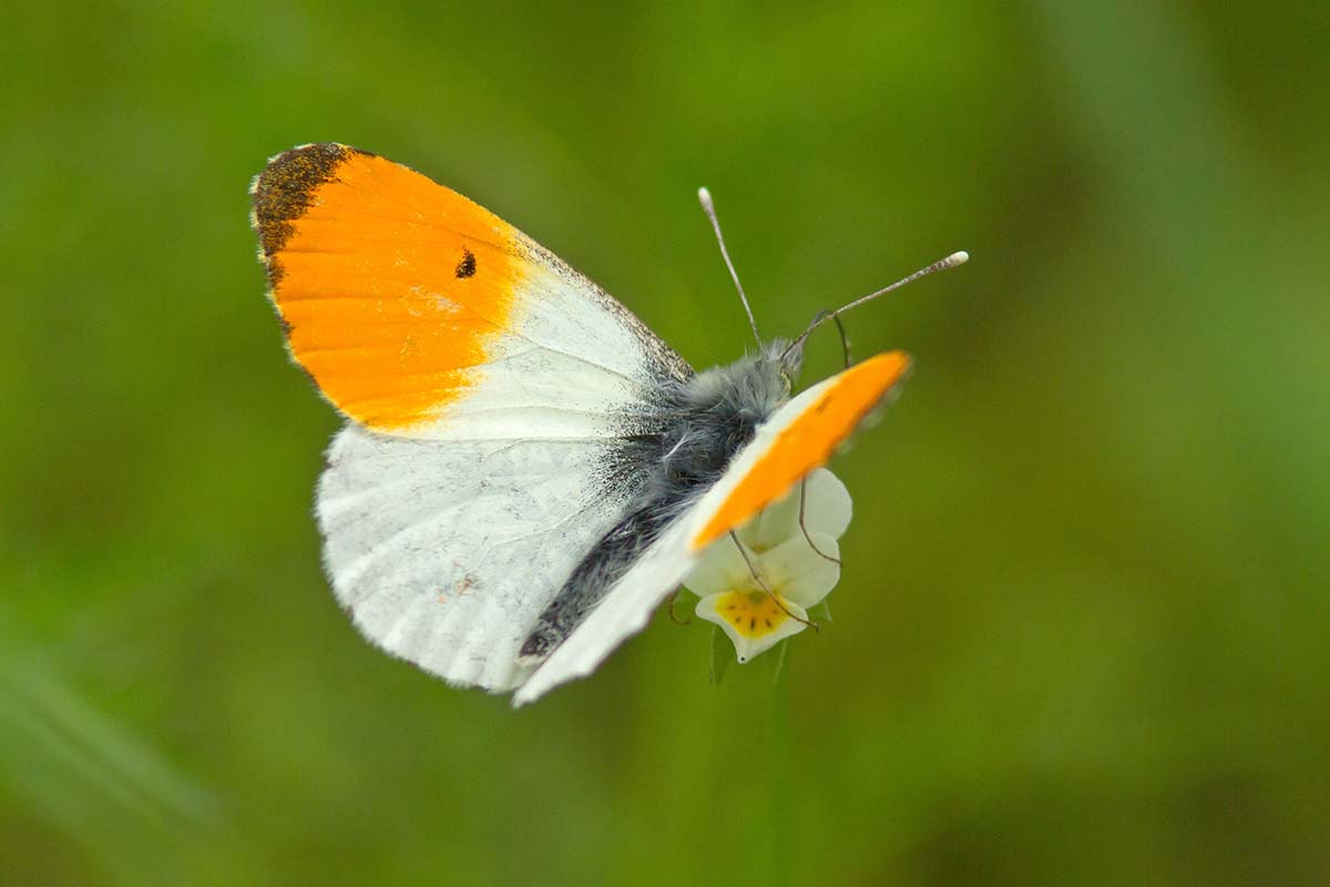 Una imagen horizontal de primer plano de una mariposa de punta naranja representada en un fondo verde de enfoque suave.