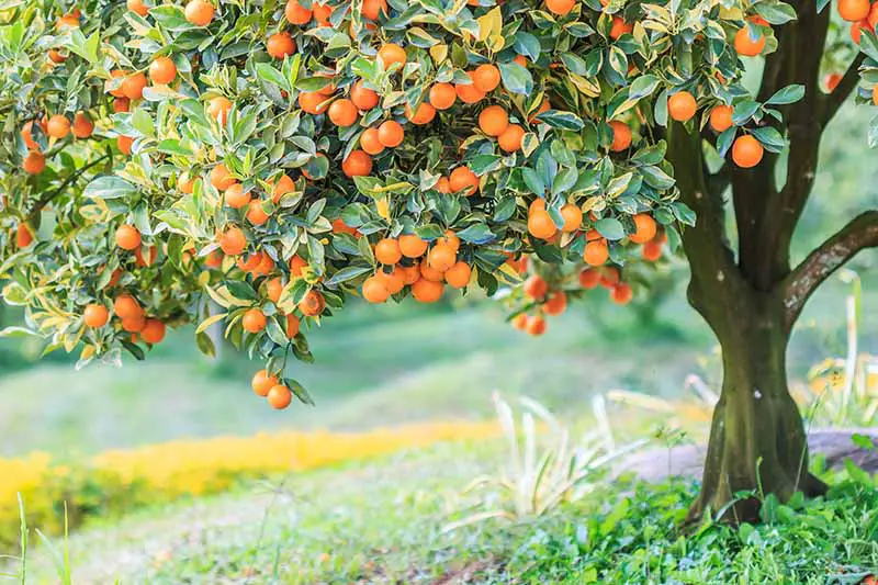 Una imagen horizontal de primer plano de un naranjo cargado de fruta que crece en el patio trasero.
