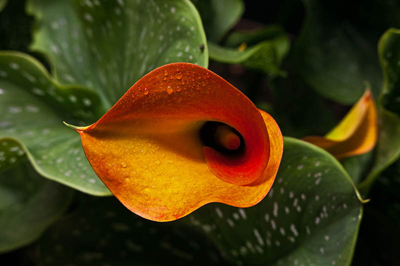Una imagen horizontal de primer plano de una flor naranja brillante Zantedeschia pentlandii con follaje en un enfoque suave en el fondo.