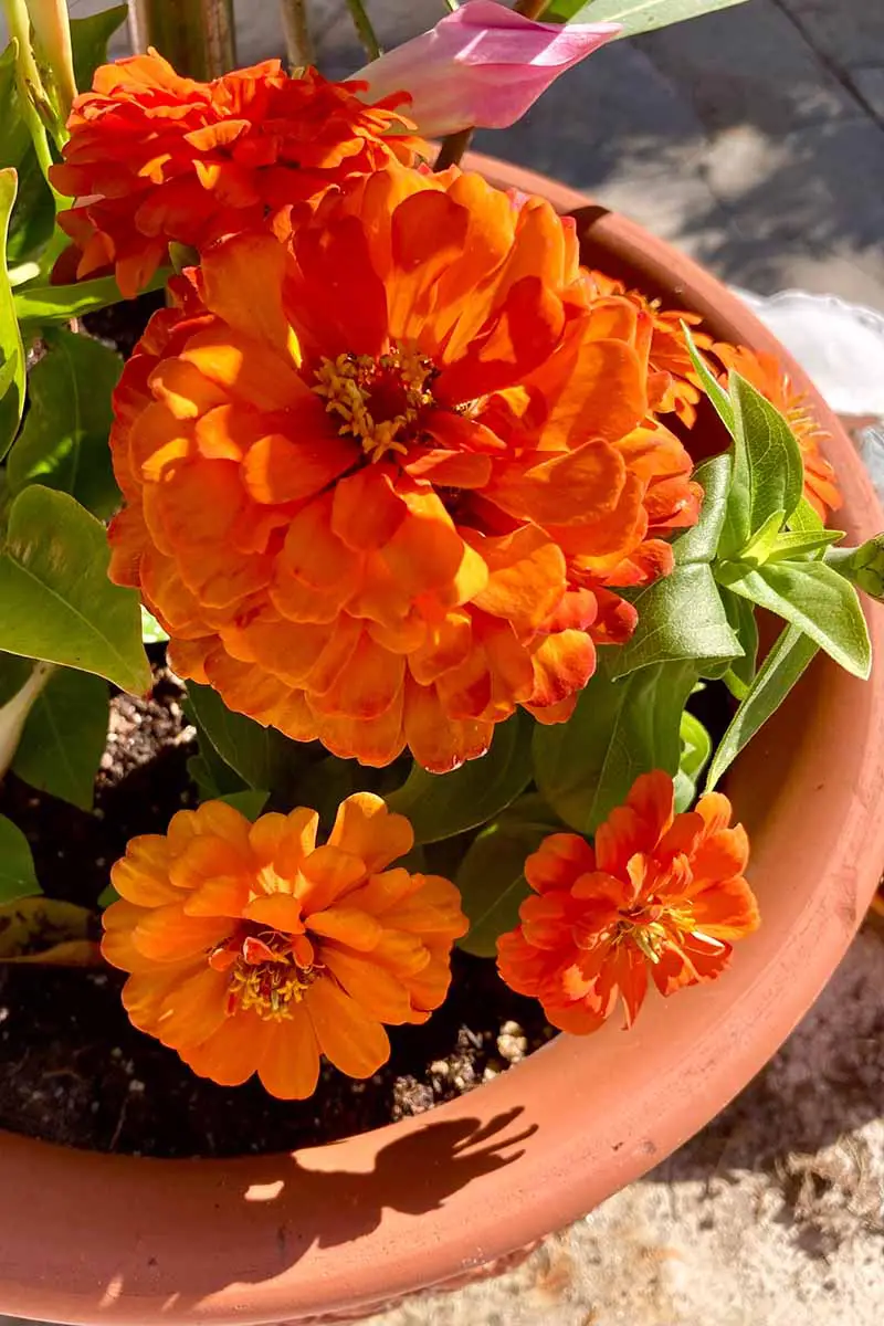 Una imagen vertical de primer plano de flores de zinnia naranja que crecen en una maceta de terracota fotografiada bajo el sol brillante.