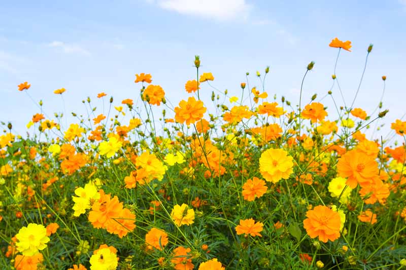Una imagen horizontal de primer plano de flores naranjas y amarillas que crecen en un jardín de flores silvestres con un fondo de cielo azul.
