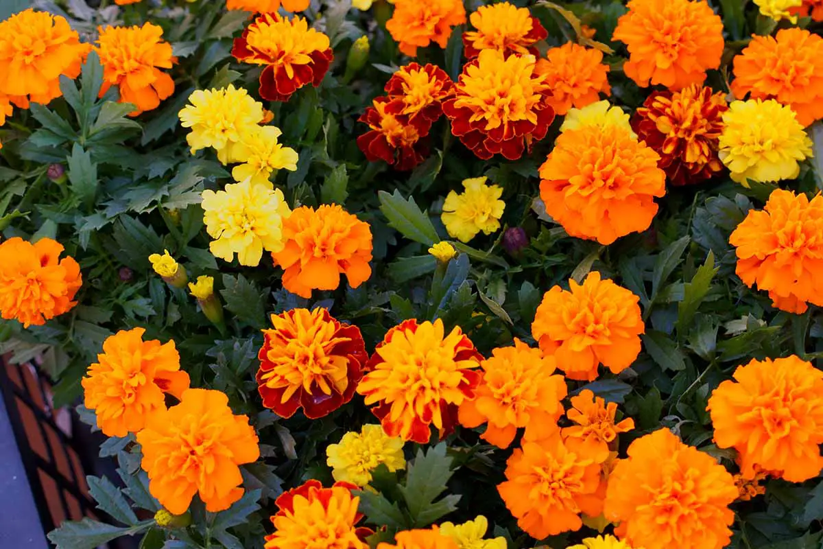 Una imagen horizontal de primer plano de una mezcla colorida de diferentes cultivares de caléndula que crecen en macetas.