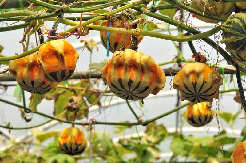 Calabazas bicolores anaranjadas y verdes que crecen en un enrejado