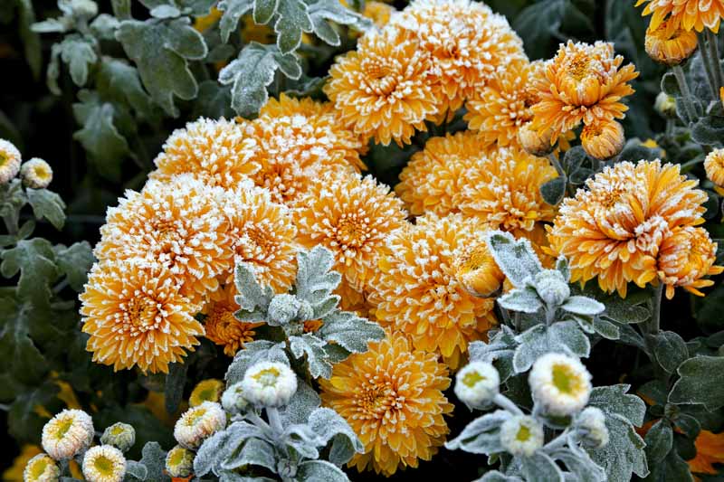 Una imagen horizontal de cerca de crisantemos amarillos que crecen en el jardín cubierto de escarcha.