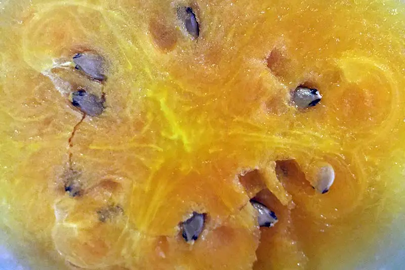 Un primer plano de la pulpa naranja brillante de Citrullus lanatus 'Orangeglo'.