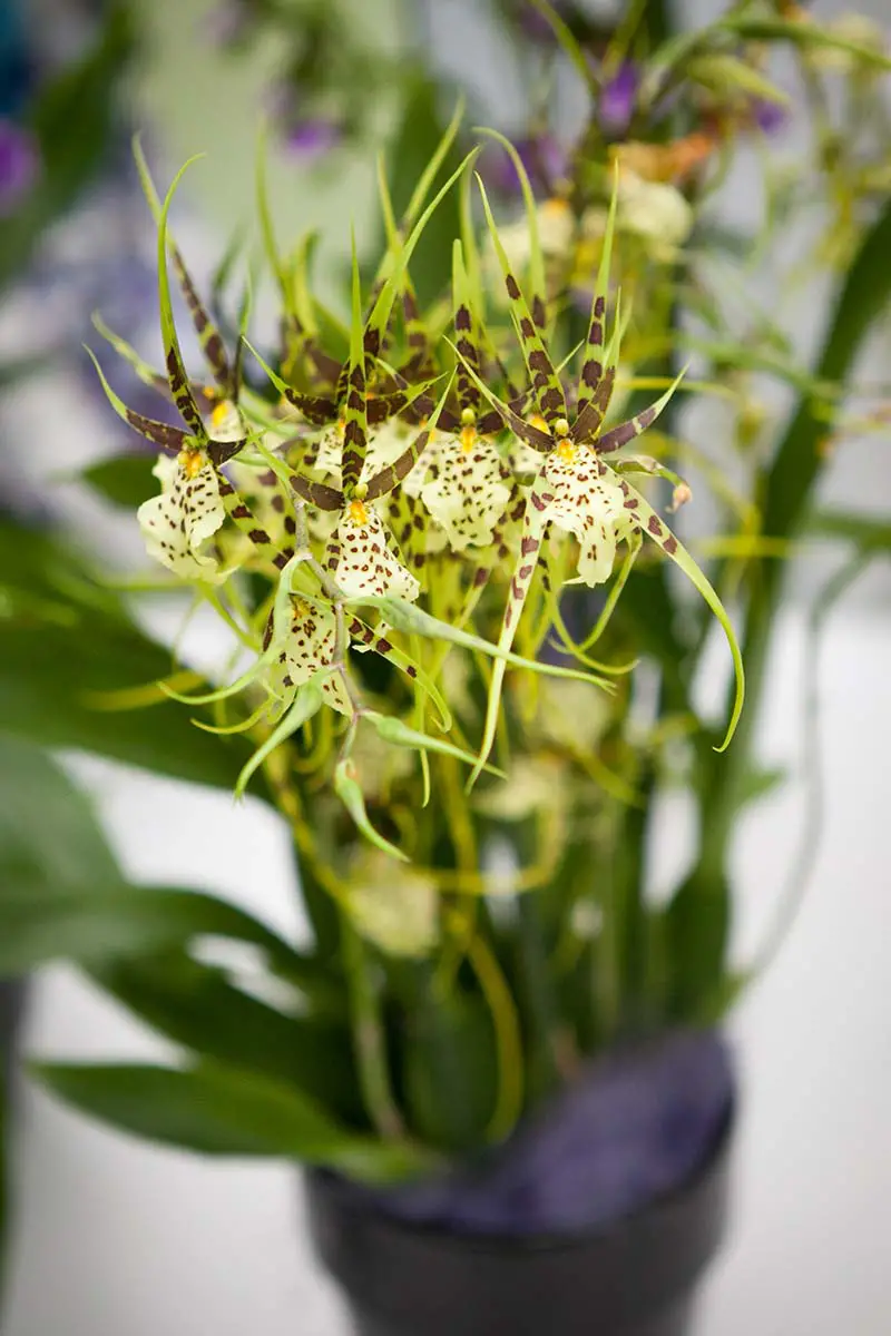 Una imagen vertical de las flores de orquídeas Brassia verrucosa que crecen en una olla oscura representada en un fondo de enfoque suave.