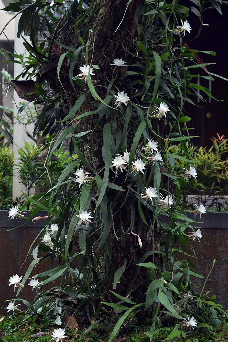 Una imagen vertical de cerca de un gran cactus orquídea (Epiphyllum oxypetalum) que crece en una maceta al aire libre.