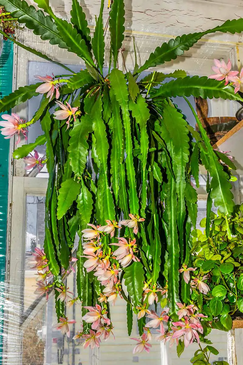 Una imagen vertical de cerca de un cactus orquídea que crece en una maceta colgante en plena floración.