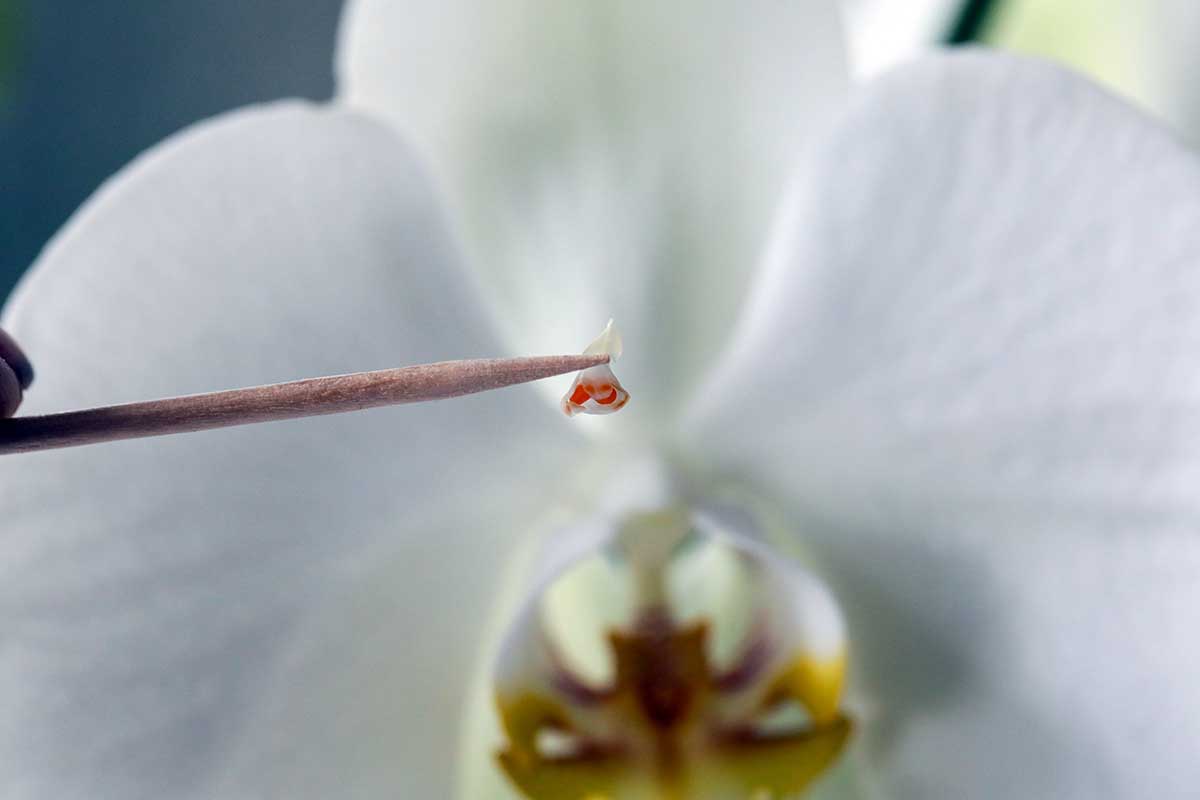 Una imagen horizontal de primer plano de un palillo de madera utilizado para quitar la polinia de una flor de orquídea.