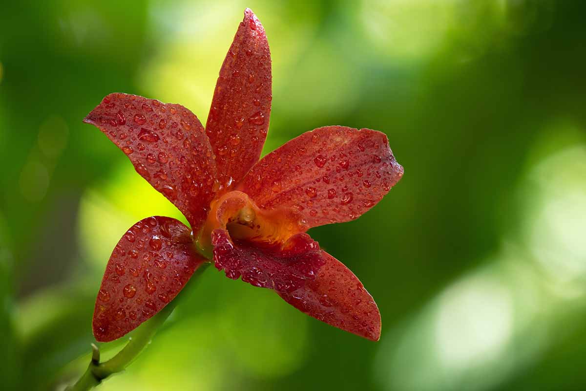 Una imagen horizontal de primer plano de una flor de orquídea representada en un fondo verde de enfoque suave.