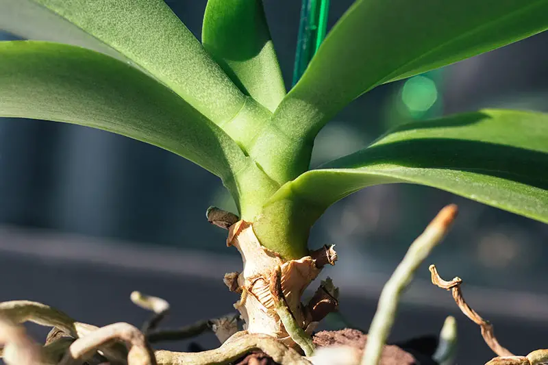 Una imagen horizontal de primer plano de la base de un tallo de Phalaenopsis con follaje y raíces aéreas, representada en un fondo de enfoque suave.