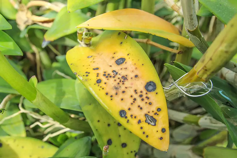 Una imagen horizontal de cerca de hojas de orquídeas que se han vuelto amarillas y tienen manchas negras como resultado de una enfermedad.