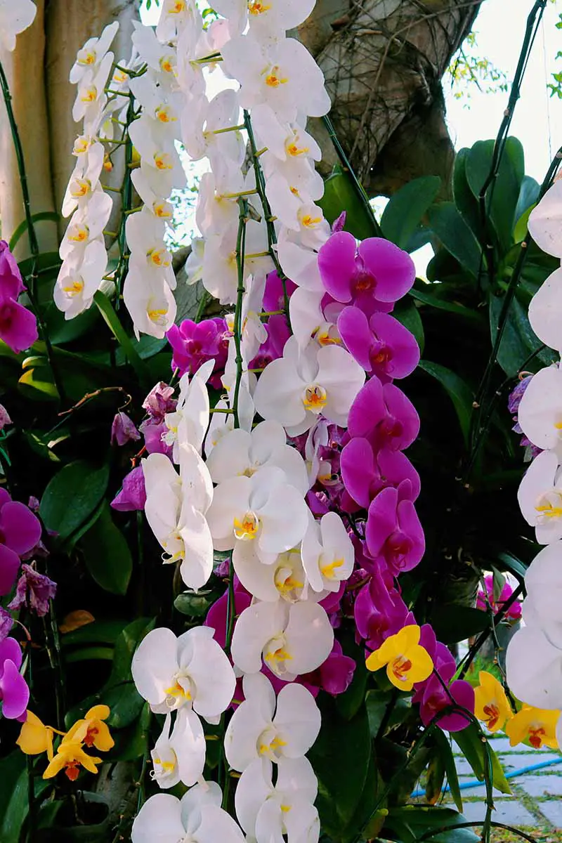 Una imagen vertical de cerca de flores de orquídeas que crecen al aire libre en un árbol.