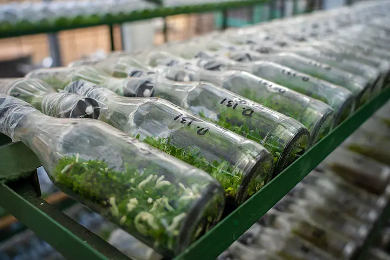 Una imagen horizontal de filas de botellas de vidrio con plántulas de orquídeas creciendo dentro de ellas.