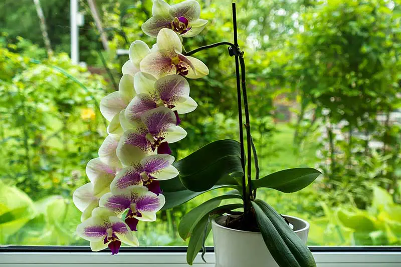Una imagen horizontal de una orquídea floreciente que crece en un alféizar con una escena de jardín en un enfoque suave en el fondo.