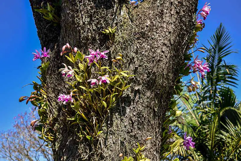 Una imagen horizontal de primer plano de orquídeas epífitas Cattleya que crecen en un árbol en plena floración.