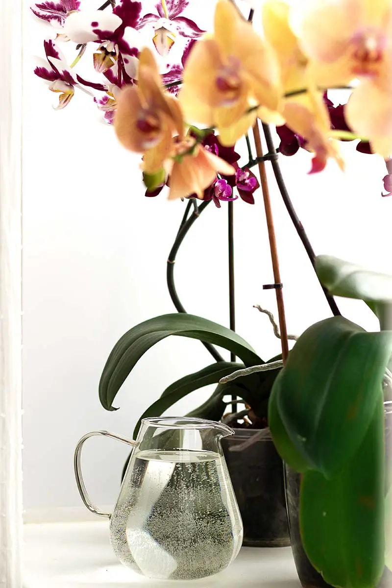 Una imagen vertical de primer plano de dos tipos diferentes de orquídeas colocadas en el alféizar de una ventana con una jarra de agua a la izquierda del marco.