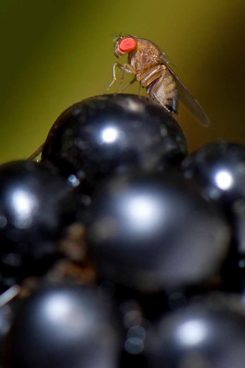 Control orgánico de la Drosophila de alas manchadas (Drosophila suzukii) en un racimo de uvas.