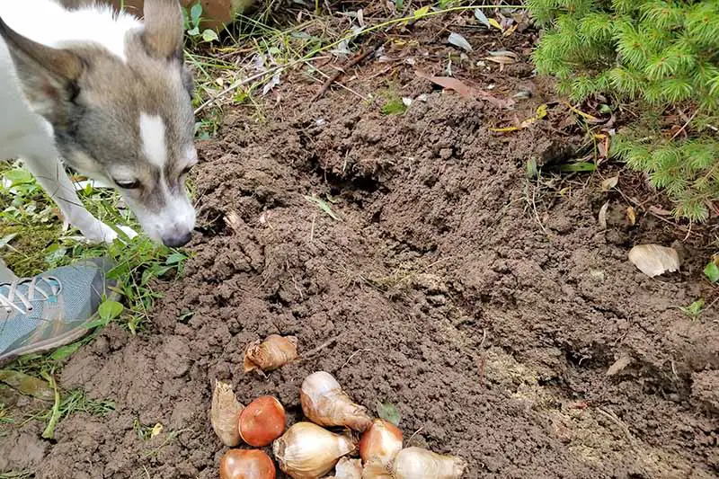 Un pequeño perro gris y blanco inspecciona un lecho de tierra suelta con un pie calzado con zapatillas a la izquierda y un montón de bulbos de flores marrones en la parte inferior del marco, y una planta de hoja perenne a la derecha.