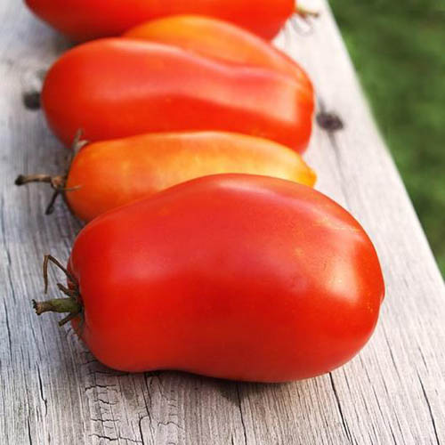 Un primer plano de tomates rojos maduros recién cosechados colocados en una línea sobre una mesa de madera en el jardín.
