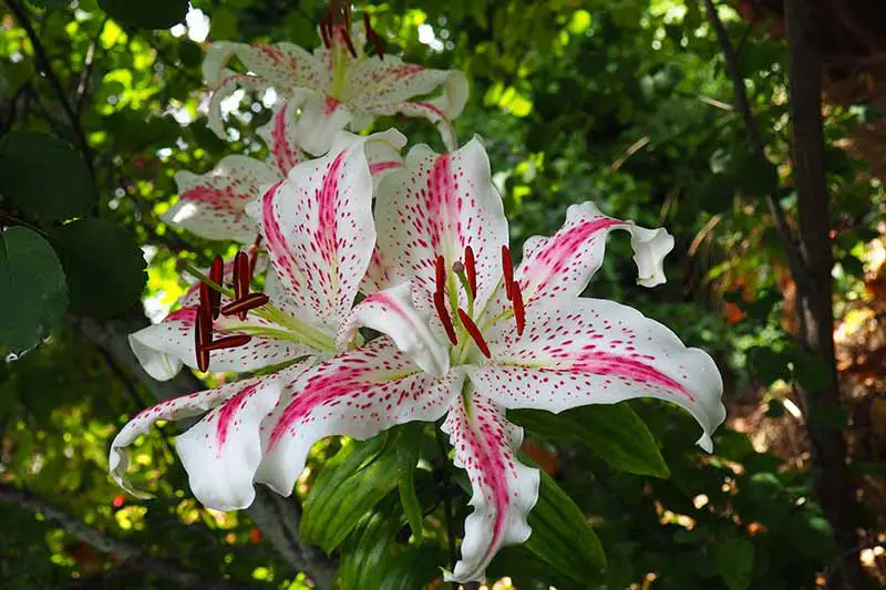 Un primer plano de una flor blanca salpicada de rosa que crece en el jardín a la luz del sol filtrada con follaje en un enfoque suave en el fondo.