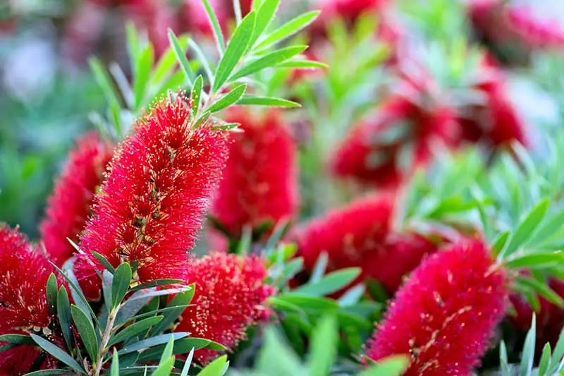 Una imagen horizontal de primer plano de flores rojas de cepillo de botella en plena floración en el jardín representada en un fondo de enfoque suave.