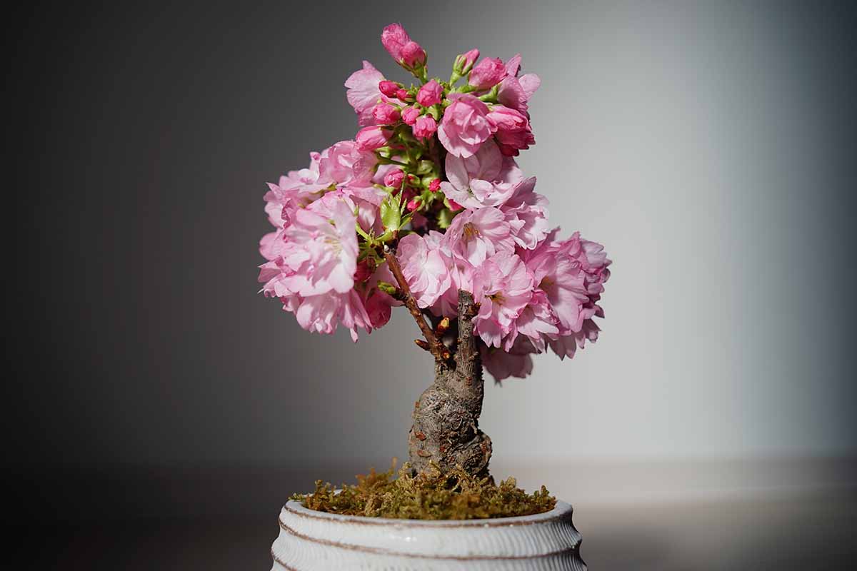 Una imagen horizontal de primer plano de un cerezo podado como bonsái cubierto de flores rosas, representado en un fondo de enfoque suave.