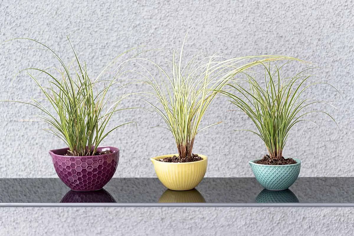 Una imagen horizontal de cerca de tres vasijas de cerámica en un estante que cultiva pastos ornamentales.