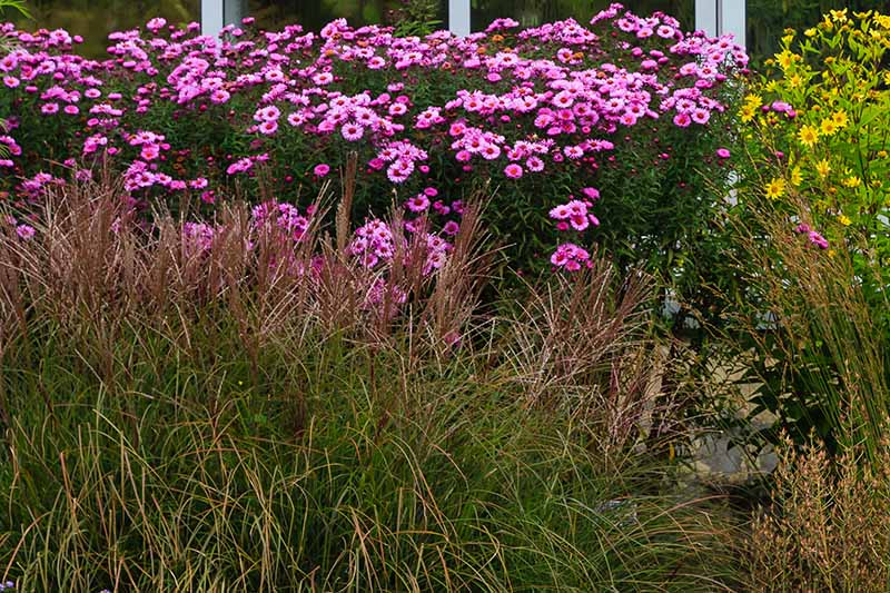 Un borde de flores con áster rosa brillante y pastos ornamentales frente a las ventanas.