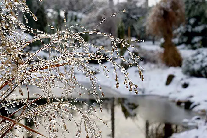 Césped ornamental cubierto de hielo durante el invierno.