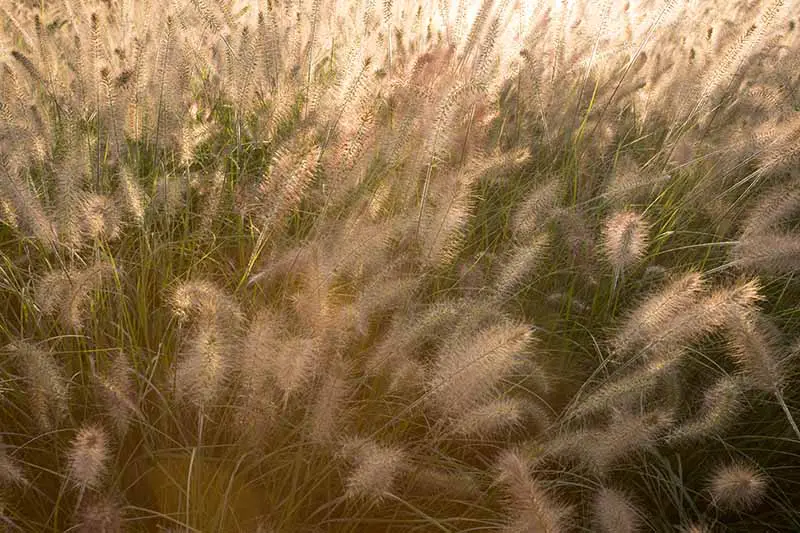 Un primer plano de la hierba ornamental, con las cabezas de semillas tenues que contrastan con los tallos verdes, inundados por la luz del sol.