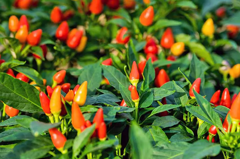 Los pimientos ornamentales amarillos, rojos y naranjas crecen en arbustos con hojas verdes.