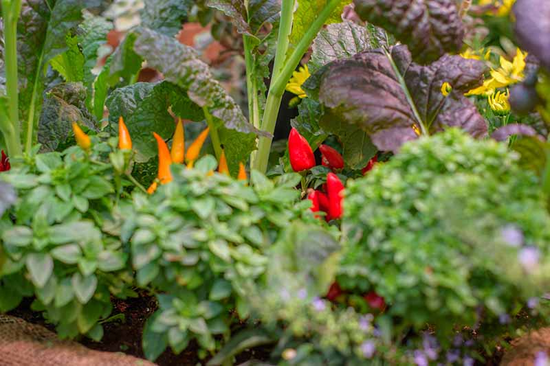 Un borde de jardín elevado con una selección de diferentes hierbas y verduras, desde verduras de hojas verdes hasta pimientos frutales decorativos y flores amarillas.
