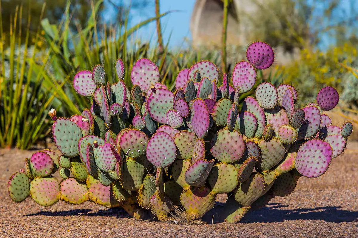 Una imagen horizontal de cerca de un cactus de pera espinosa Opuntia 'Santa Rita' púrpura que crece en el paisaje fotografiado bajo el sol brillante.